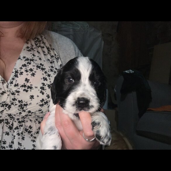 Cocker Spaniel (Working)