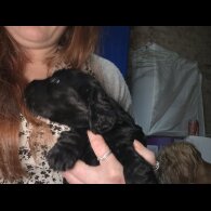 Cocker Spaniel (Working)