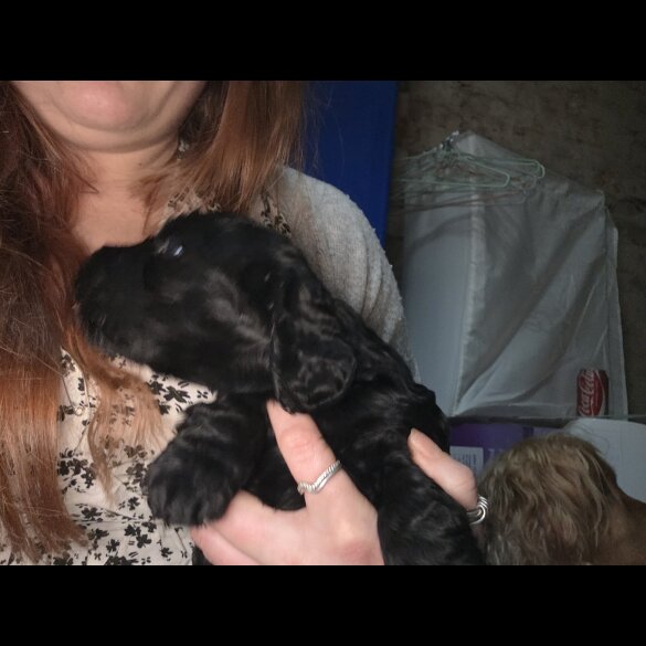 Cocker Spaniel (Working)