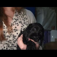 Cocker Spaniel (Working)