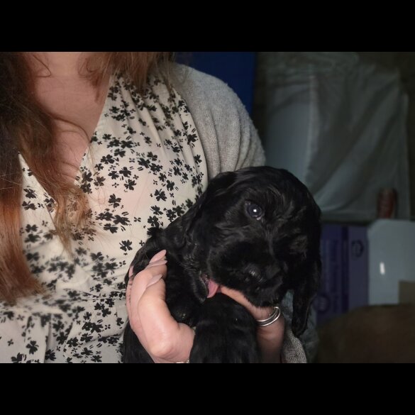 Cocker Spaniel (Working)