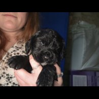 Cocker Spaniel (Working)