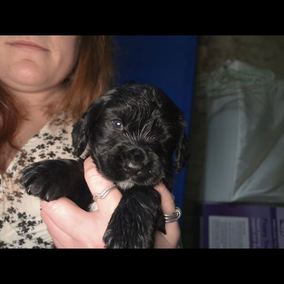 Cocker Spaniel (Working)