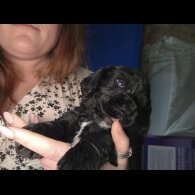 Cocker Spaniel (Working)