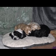 Cocker Spaniel (Working)