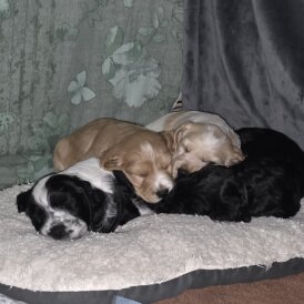 Cocker Spaniel (Working)