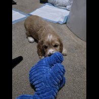 Cocker Spaniel (Working)