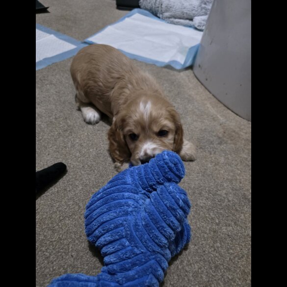 Cocker Spaniel (Working)