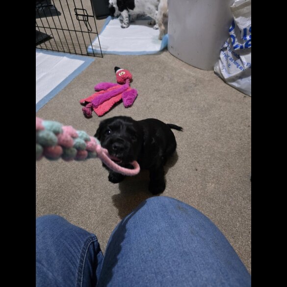 Cocker Spaniel (Working)