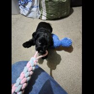 Cocker Spaniel (Working)