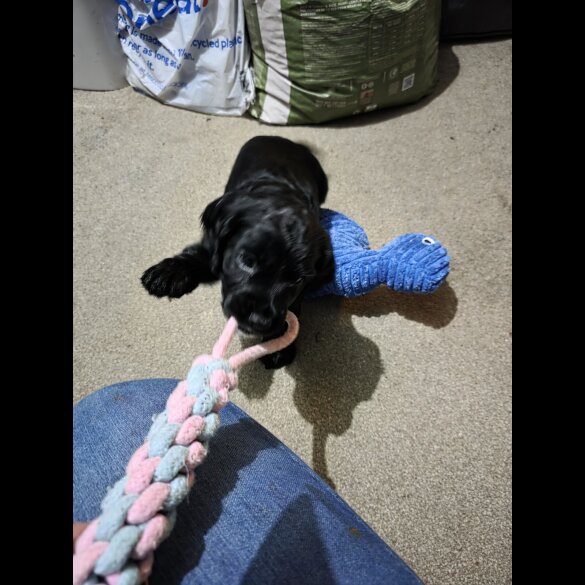 Cocker Spaniel (Working)