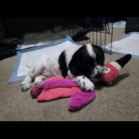 Cocker Spaniel (Working)