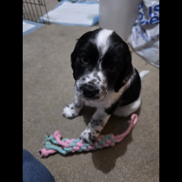 Cocker Spaniel (Working)