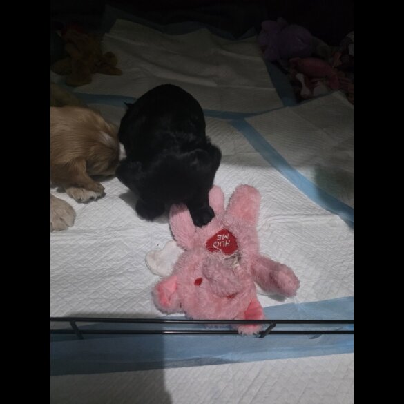 Cocker Spaniel (Working)