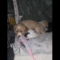 Cocker Spaniel (Working)