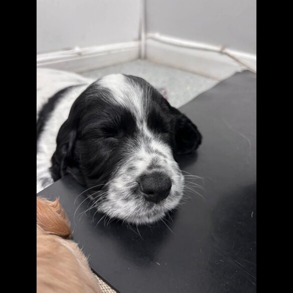 Cocker Spaniel (Working)