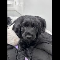 Cocker Spaniel (Working)