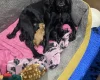 Cocker Spaniel (Working)