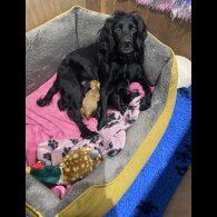 Cocker Spaniel (Working)