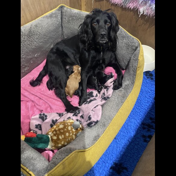 Cocker Spaniel (Working)