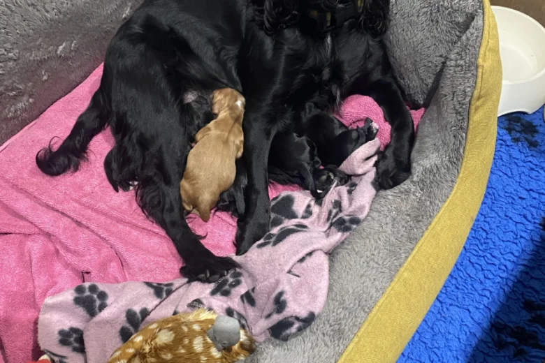 Cocker Spaniel (Working)