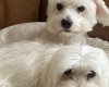Coton De Tulear
