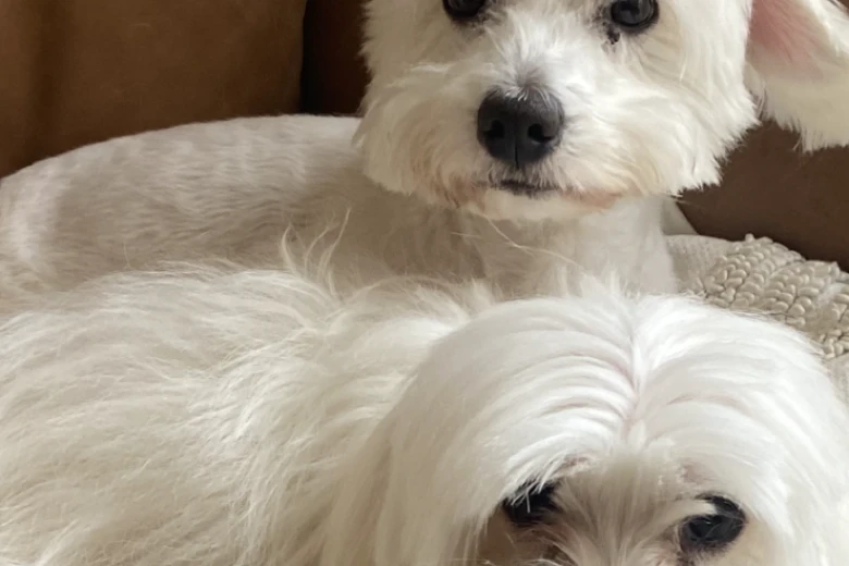 Coton De Tulear