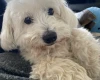 Coton De Tulear