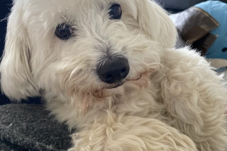 Coton De Tulear