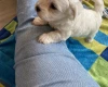 Coton De Tulear