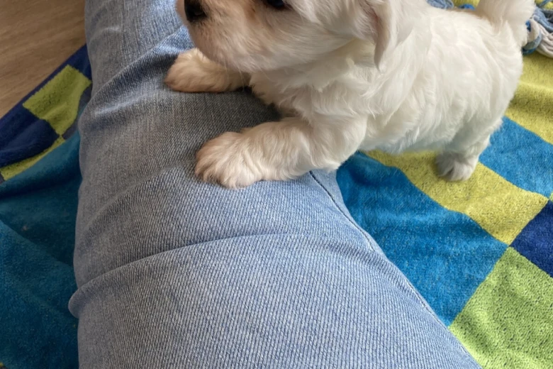 Coton De Tulear