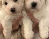 Coton De Tulear