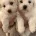 Coton De Tulear