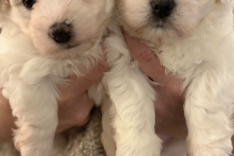 Coton De Tulear