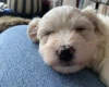 Coton De Tulear