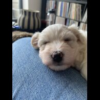 Coton De Tulear