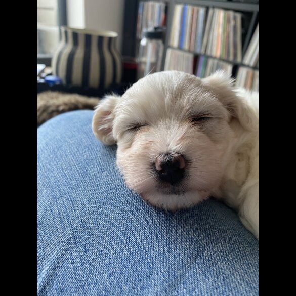 Coton De Tulear