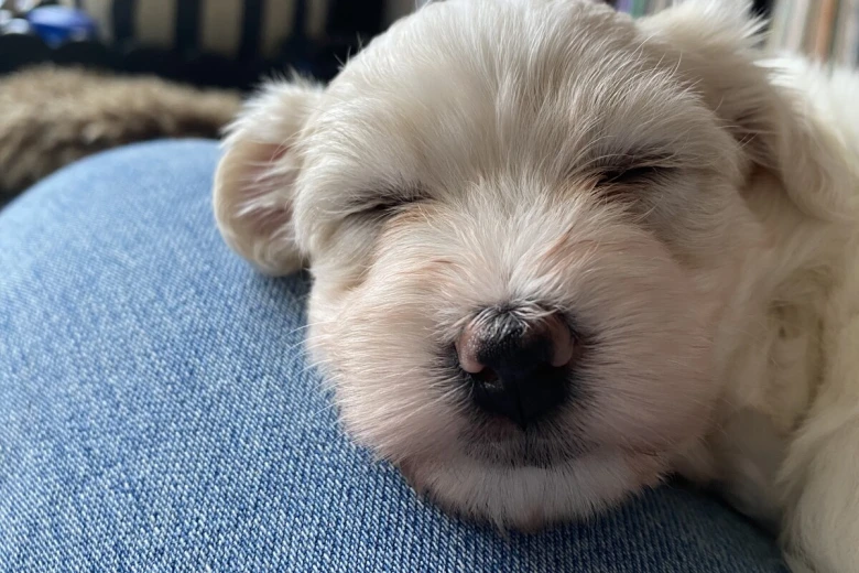 Coton De Tulear