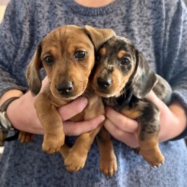 Dachshund (Miniature Smooth Haired)