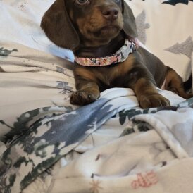 Dachshund (Miniature Smooth Haired)