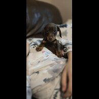 Dachshund (Miniature Smooth Haired)