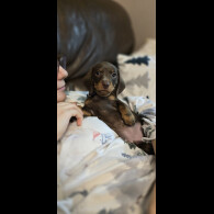 Dachshund (Miniature Smooth Haired)