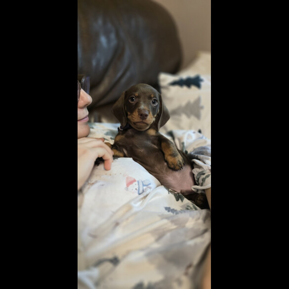 Dachshund (Miniature Smooth Haired)