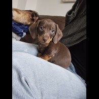 Dachshund (Miniature Smooth Haired)