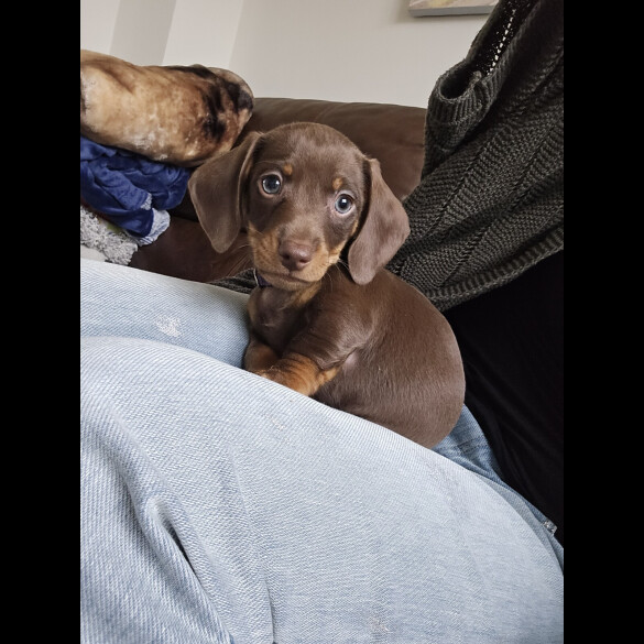 Dachshund (Miniature Smooth Haired)