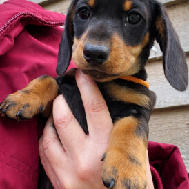Dachshund (Miniature Smooth Haired)