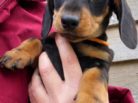 Dachshund (Miniature Smooth Haired)