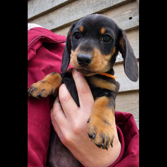 Dachshund (Miniature Smooth Haired)