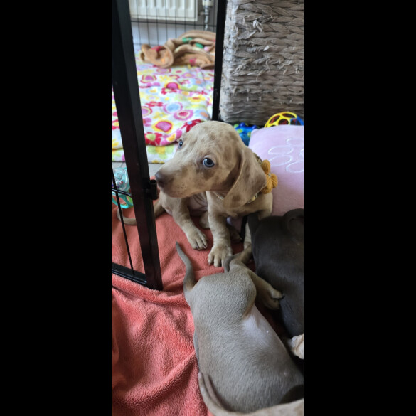 Dachshund (Miniature Smooth Haired)