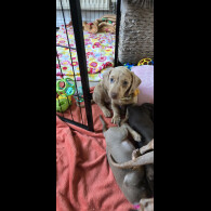 Dachshund (Miniature Smooth Haired)